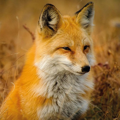 Fox Fuchs