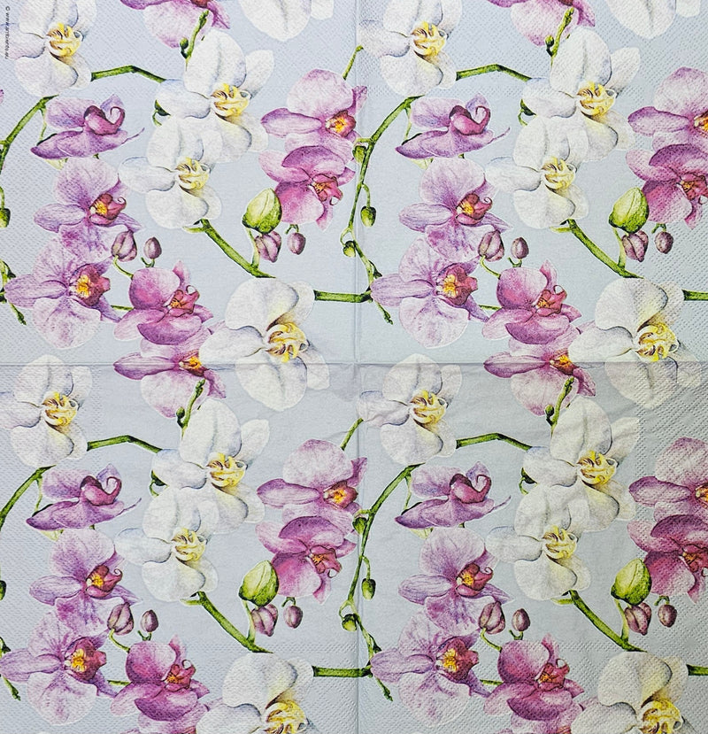 Lila und weiße Orchideen