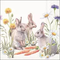 Bunnys