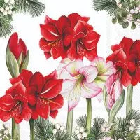 Amaryllis