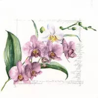 Orchidee