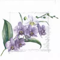 Orchidee