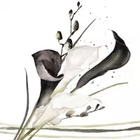 Calla