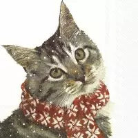 Katze mit Schal