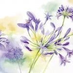 Schmucklilien