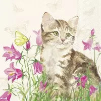 Katze