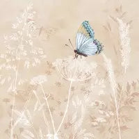Schmetterling apricot