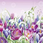 Crocus