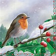 Robin Berry