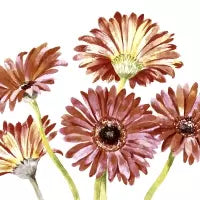 Gerbera