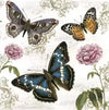 Schmetterlinge Butterfly