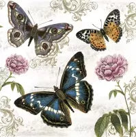 Schmetterlinge Butterfly