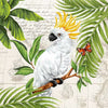 Cockatoo Kakadu