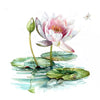 Waterlily