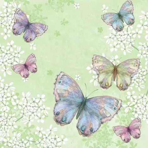 Belissima Farfalla butterflies