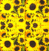 Sunflower Field - Blühendes Sonnenblumenfeld