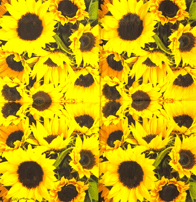 Sunflower Field - Blooming sunflower field