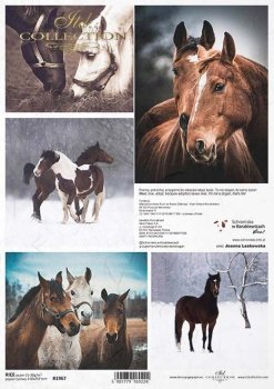 Artista del caballo: Joanna Laskowska