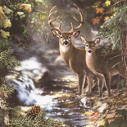 Deers on a creek - deer by the stream