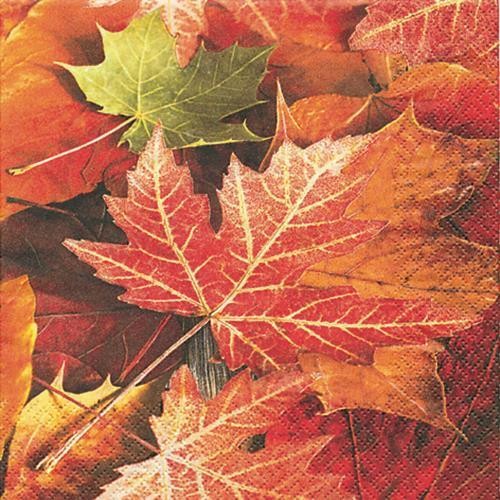 Maple Leaves - Ahornblätter