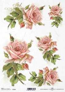 rosas magicas