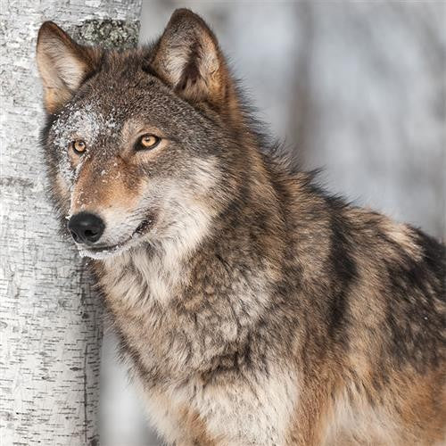 Winter Wolf - Wolf at Birch