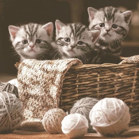 Striped Kittens - Niedliche Katzen im Korb