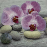 flores de orquídeas