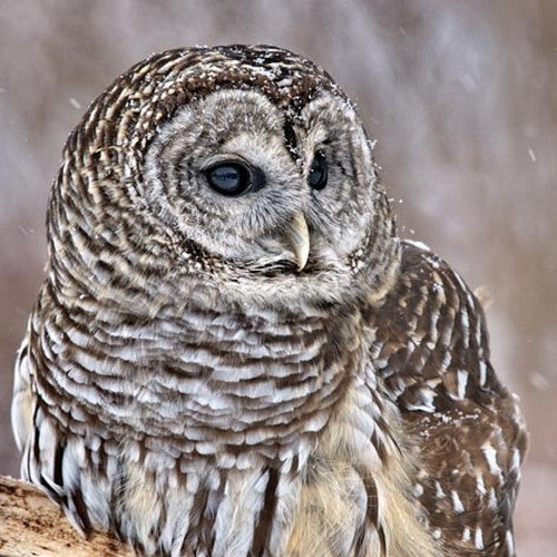 Graceful Owl - Barred Pattern Owl