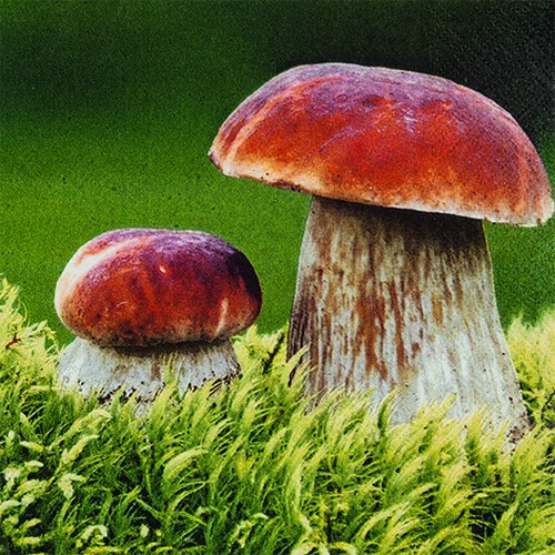 Porcini - porcini mushrooms in nature