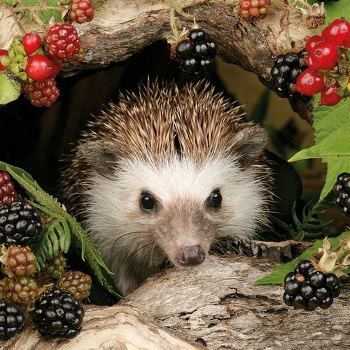 Igel im Versteck - Hedgehog