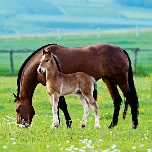 Pferde auf Weide - Pair of Horses