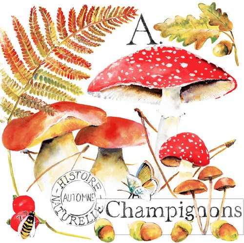 Champignons - Pilze im Herbst