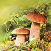 Couple of Boletus - season of porcini mushrooms