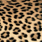 Leoparden Muster