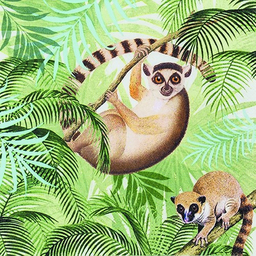 Lemuren - Lemurs