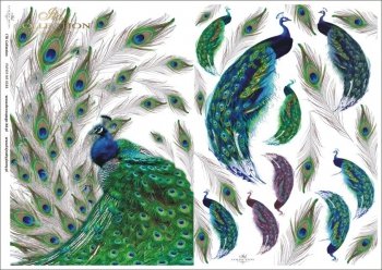 Peacock in blue and green