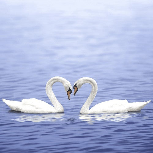 2 cisnes enamorados - Para siempre