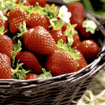 Erdbeeren - Strawberries