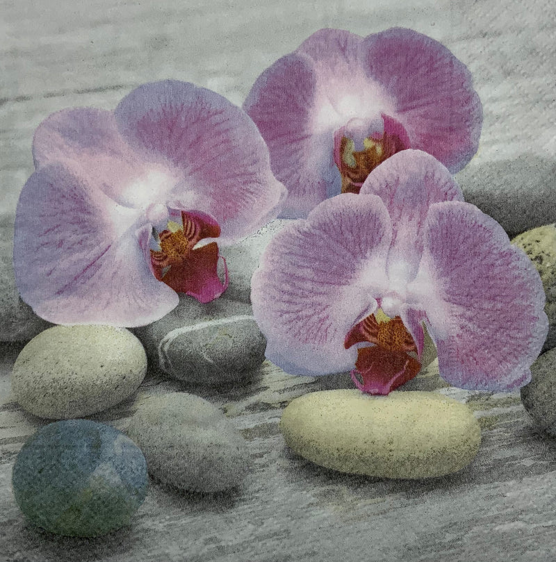 Orchid with stones