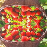 Erdbeeren - Strawberries