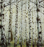 Birch tree trunks