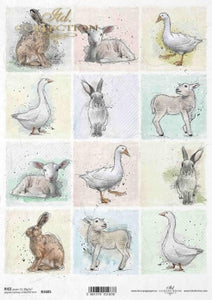 Lamb, goose and rabbit