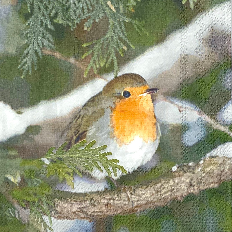 Robin in Tree