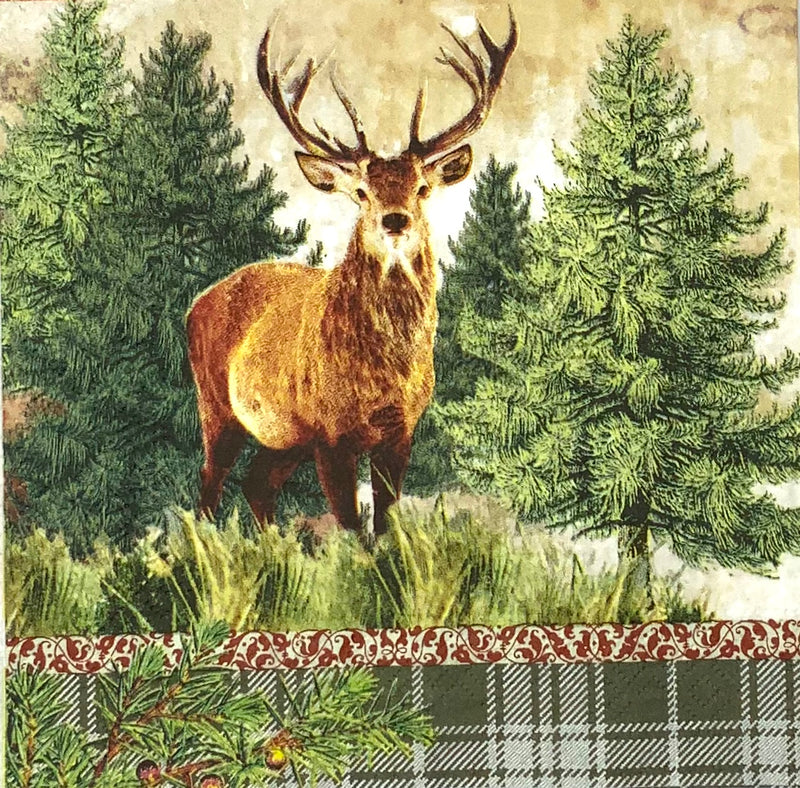Deer Portrait - Hirsch im Portrait