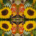Sonnenblume mit Kürbis