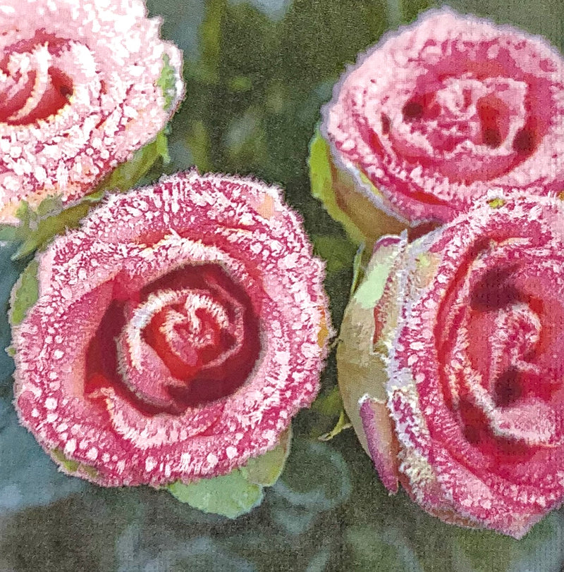 Winter Roses - Winter roses