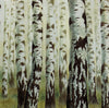 Birch tree trunks