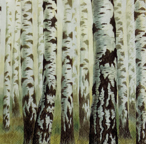 Birch tree trunks