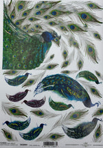 Peacock in blue and green